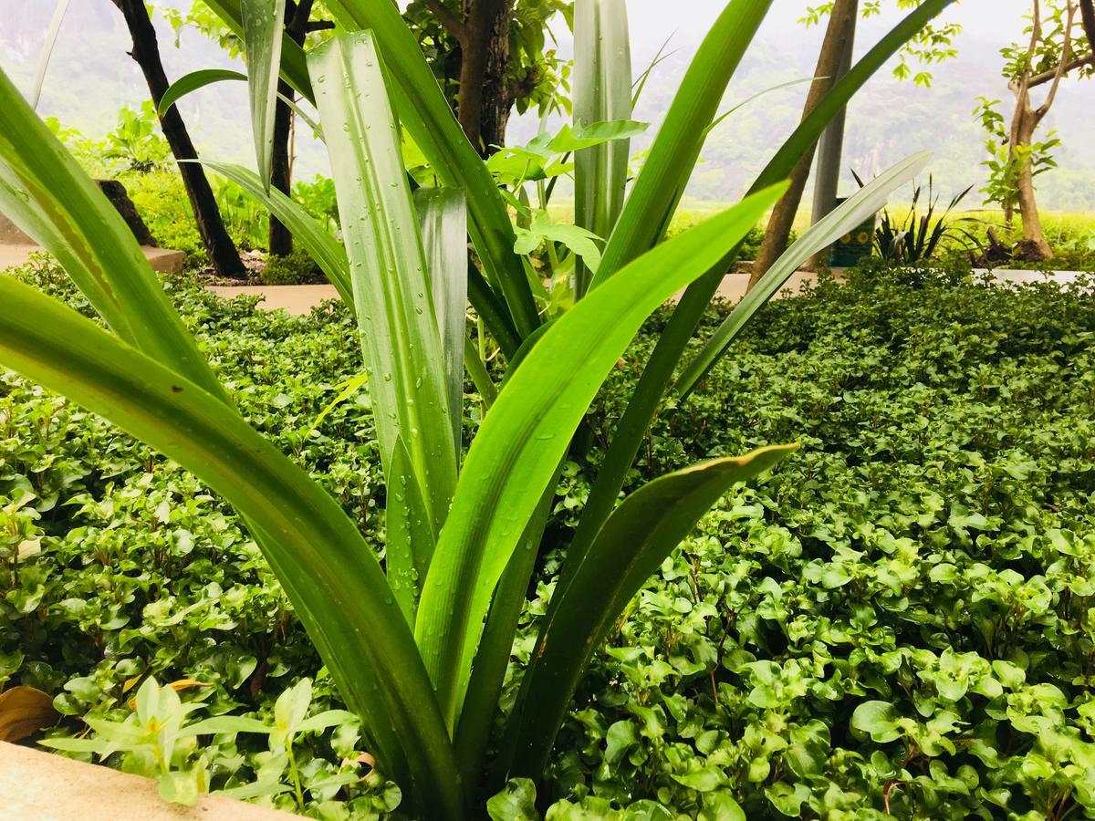 Trang An Nature House Нин Бин Екстериор снимка